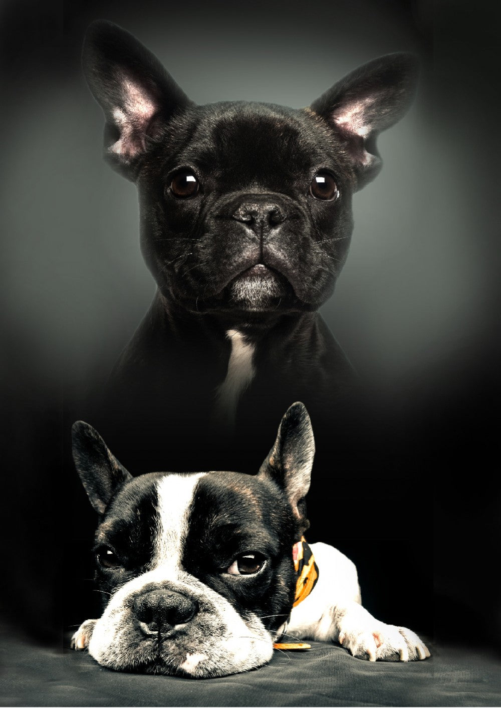 Hund Polardecke 100x140cm